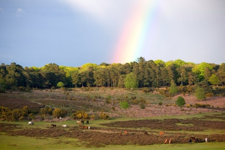 New Forest, Hampshire